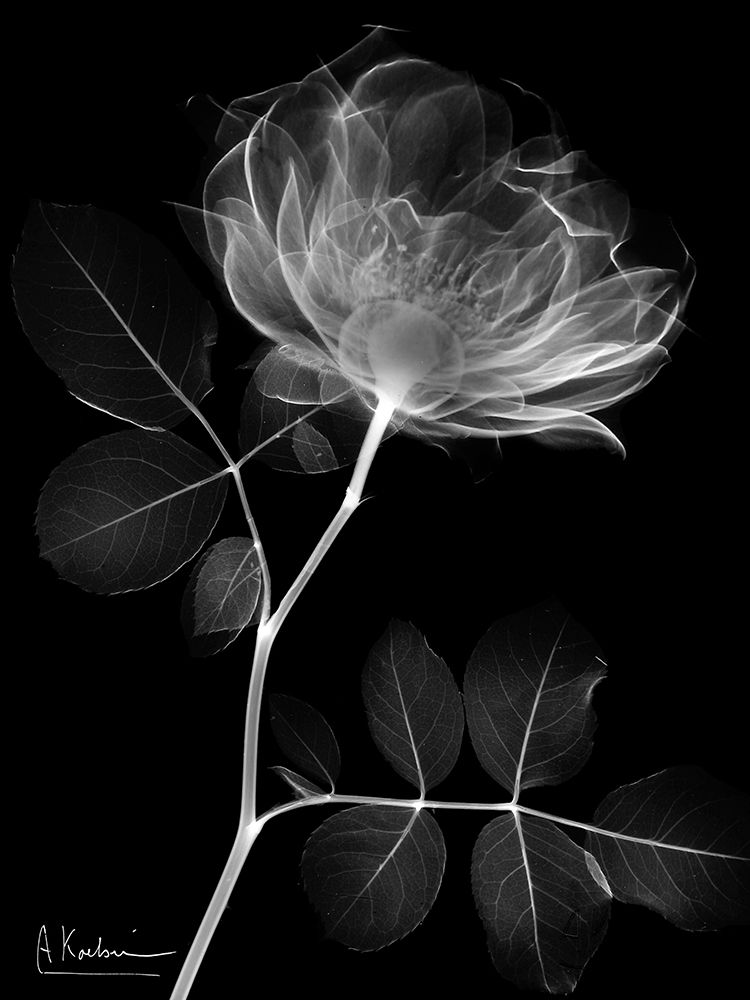 Black Rose Dynasty 1 art print by Albert Koetsier for $57.95 CAD