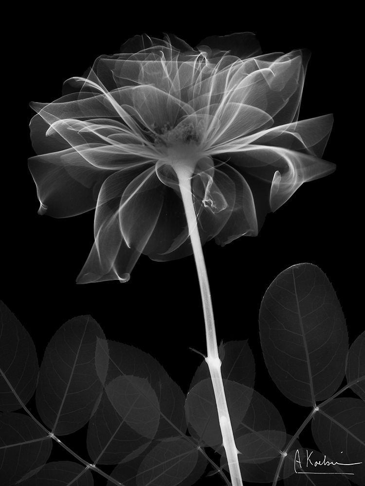 Black & White prints and posters