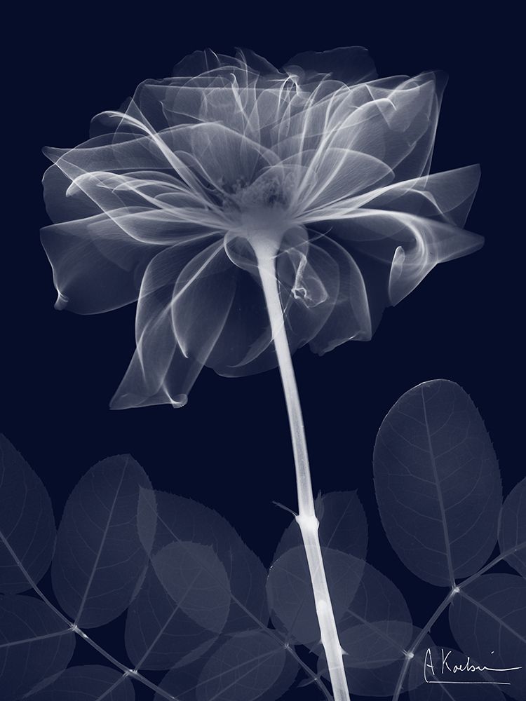 Indigo Rose Dynasty 2 art print by Albert Koetsier for $57.95 CAD
