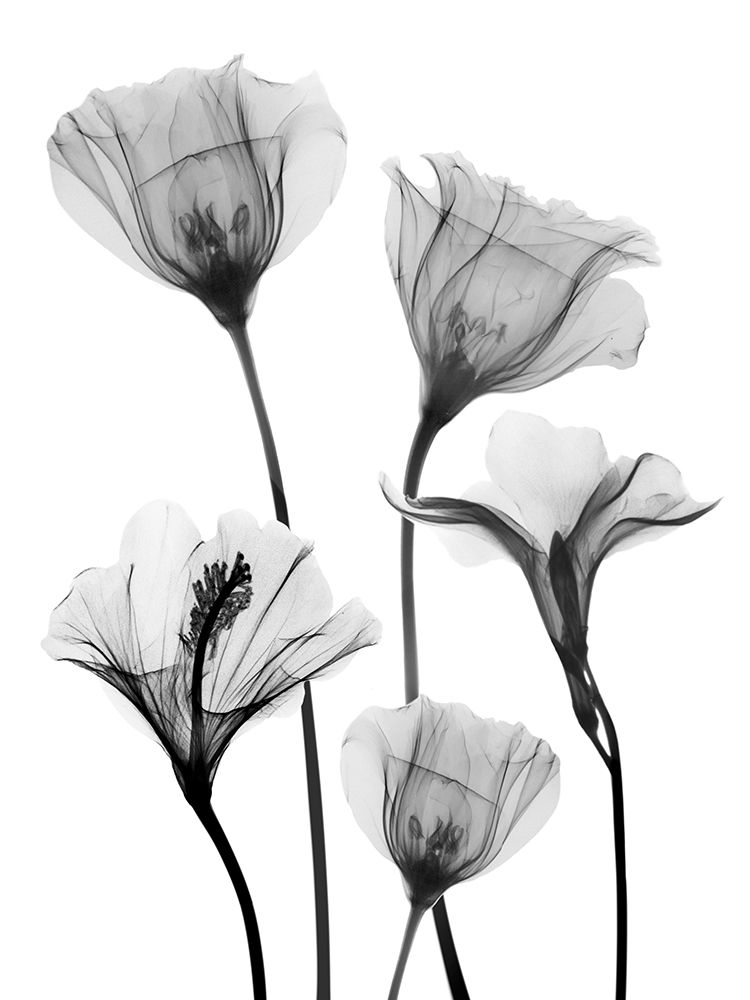 Bountiful Success 2 art print by Albert Koetsier for $57.95 CAD