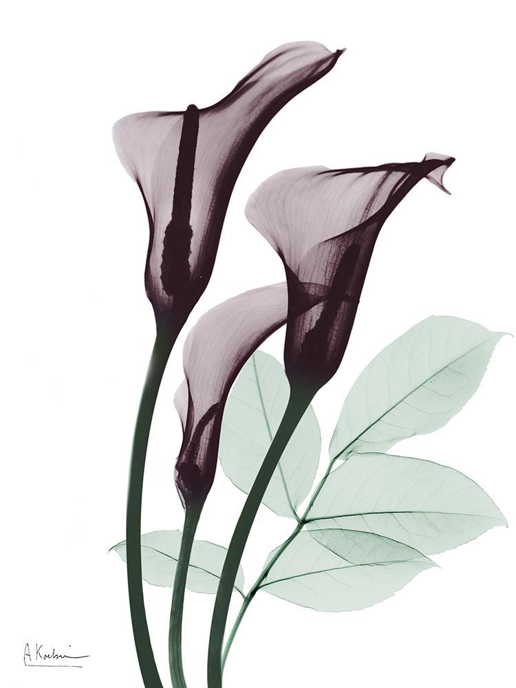 Cherry Calla Lilly Trio K1 art print by Albert Koetsier for $57.95 CAD