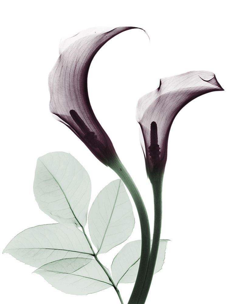 Cherry Calla Lilly Duo art print by Albert Koetsier for $57.95 CAD