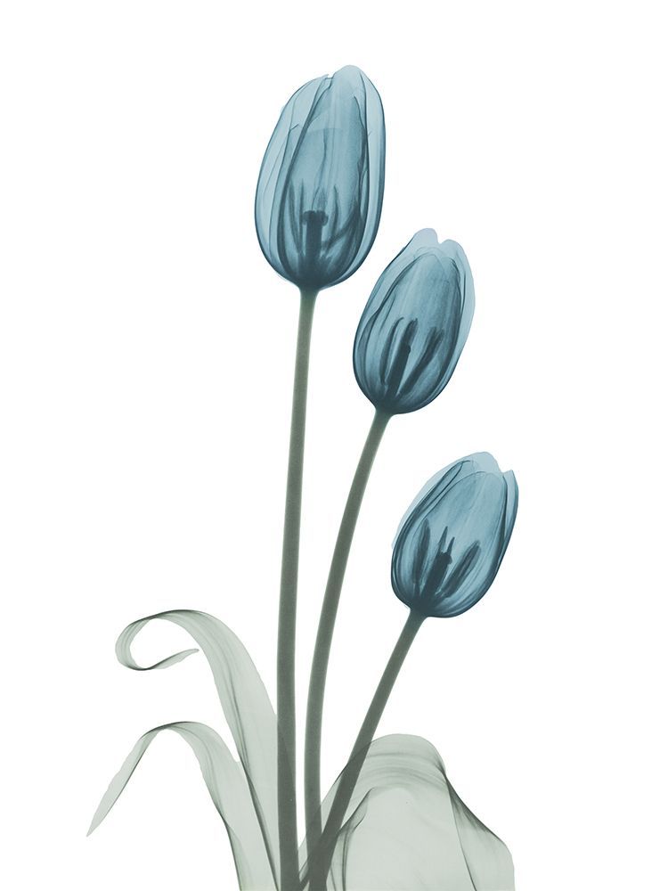 Retro Blue Tulips 1 art print by Albert Koetsier for $57.95 CAD