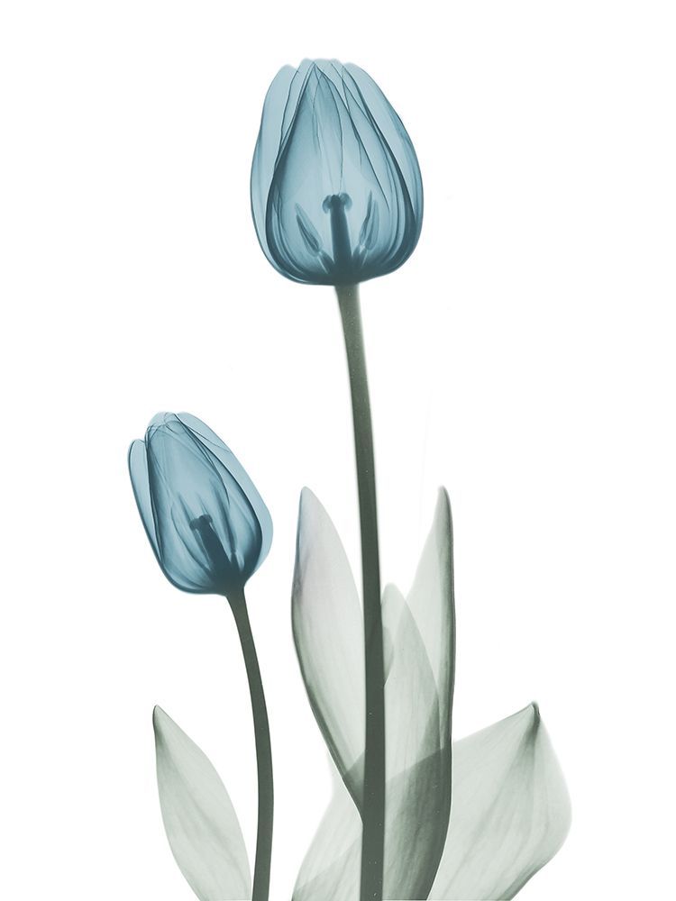 Retro Blue Tulips 2 art print by Albert Koetsier for $57.95 CAD