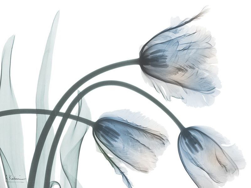 Iced Bloom 1 art print by Albert Koetsier for $57.95 CAD