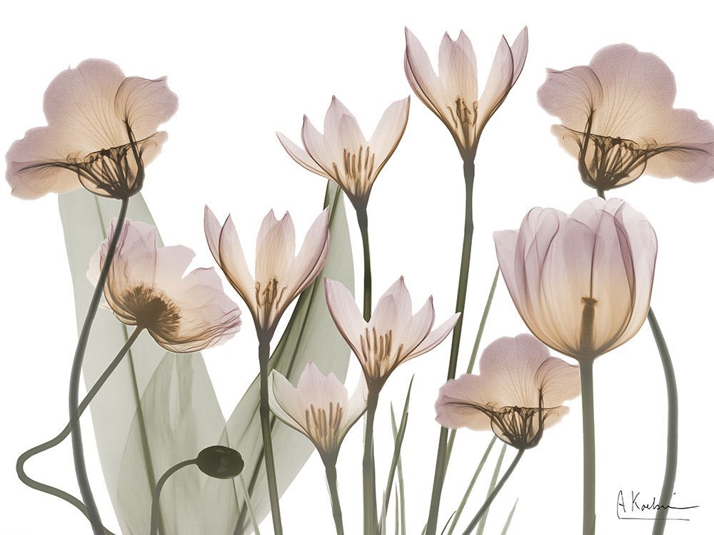 Blooms In Dusk art print by Albert Koetsier for $57.95 CAD