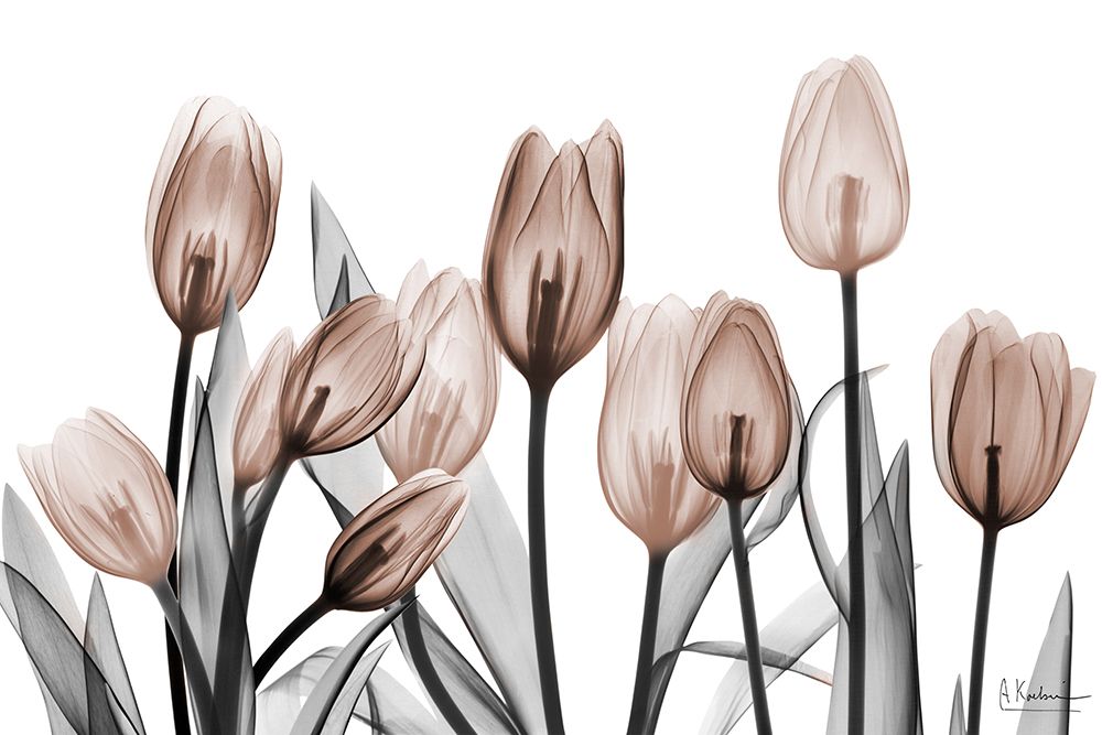 Dramatic Mocha art print by Albert Koetsier for $57.95 CAD
