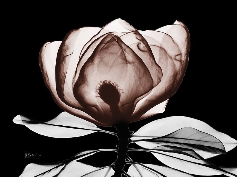 Mocha Magnolia 1 V2 art print by Albert Koetsier for $57.95 CAD