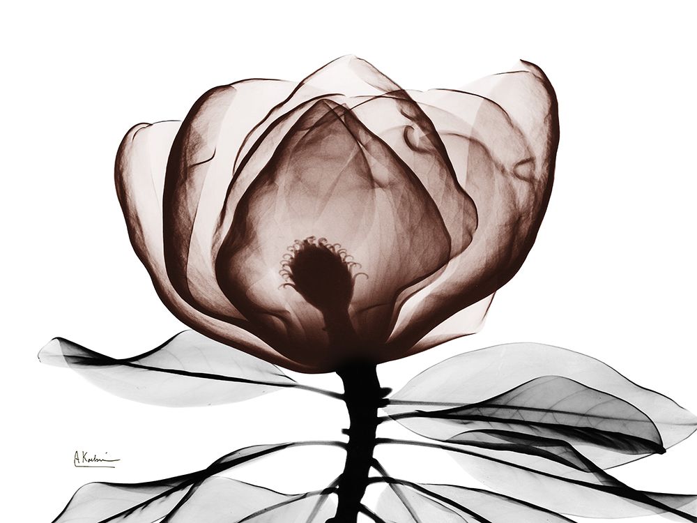 Mocha Magnolia 1 art print by Albert Koetsier for $57.95 CAD