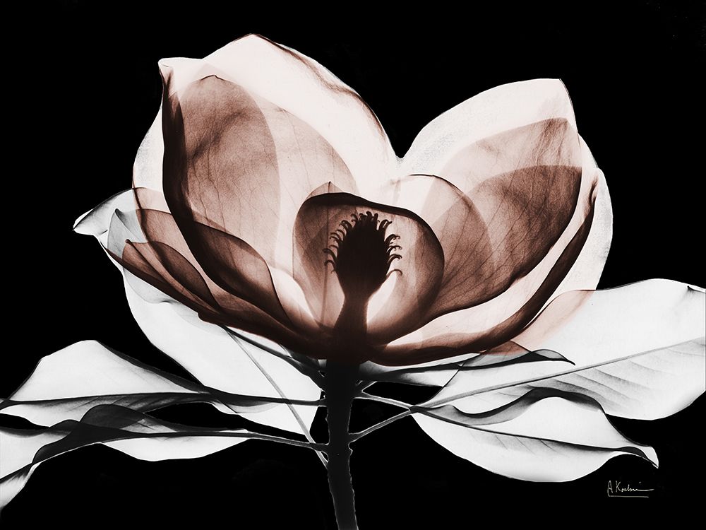 Mocha Magnolia 2 V2 art print by Albert Koetsier for $57.95 CAD