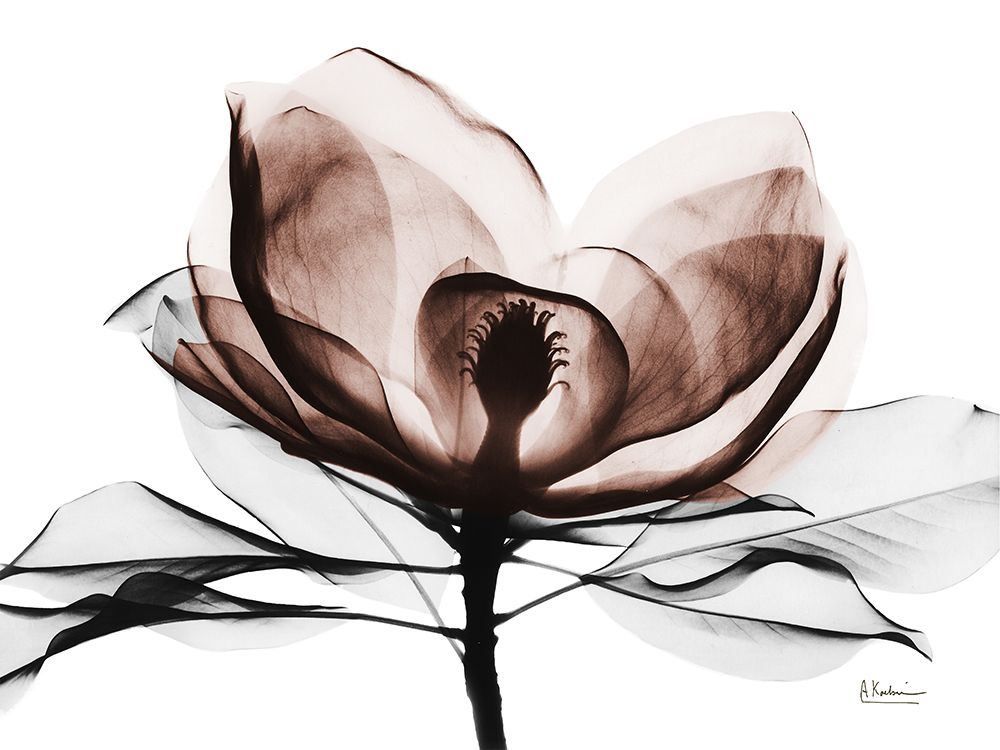 Mocha Magnolia 2 art print by Albert Koetsier for $57.95 CAD