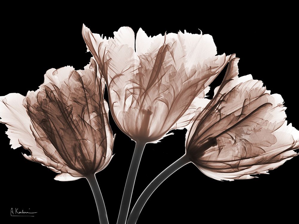 Desired Mocha Tulips 1 V2 art print by Albert Koetsier for $57.95 CAD