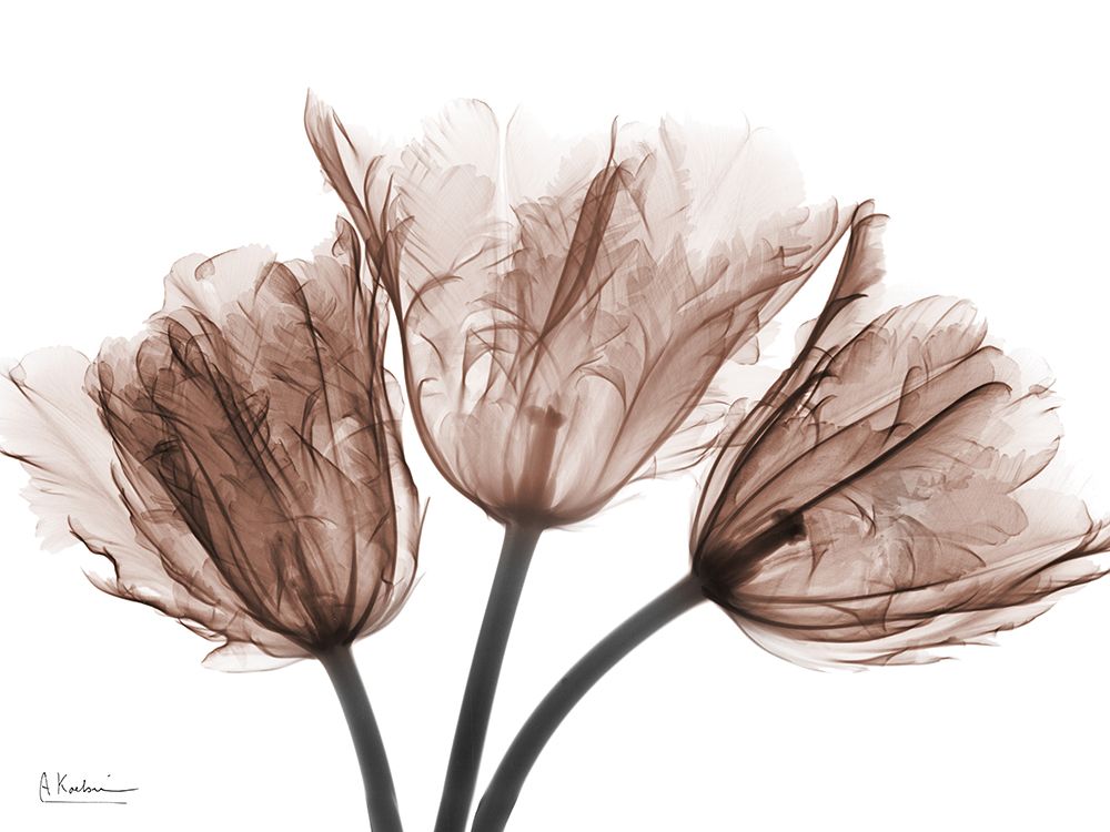 Desired Mocha Tulips 1 art print by Albert Koetsier for $57.95 CAD