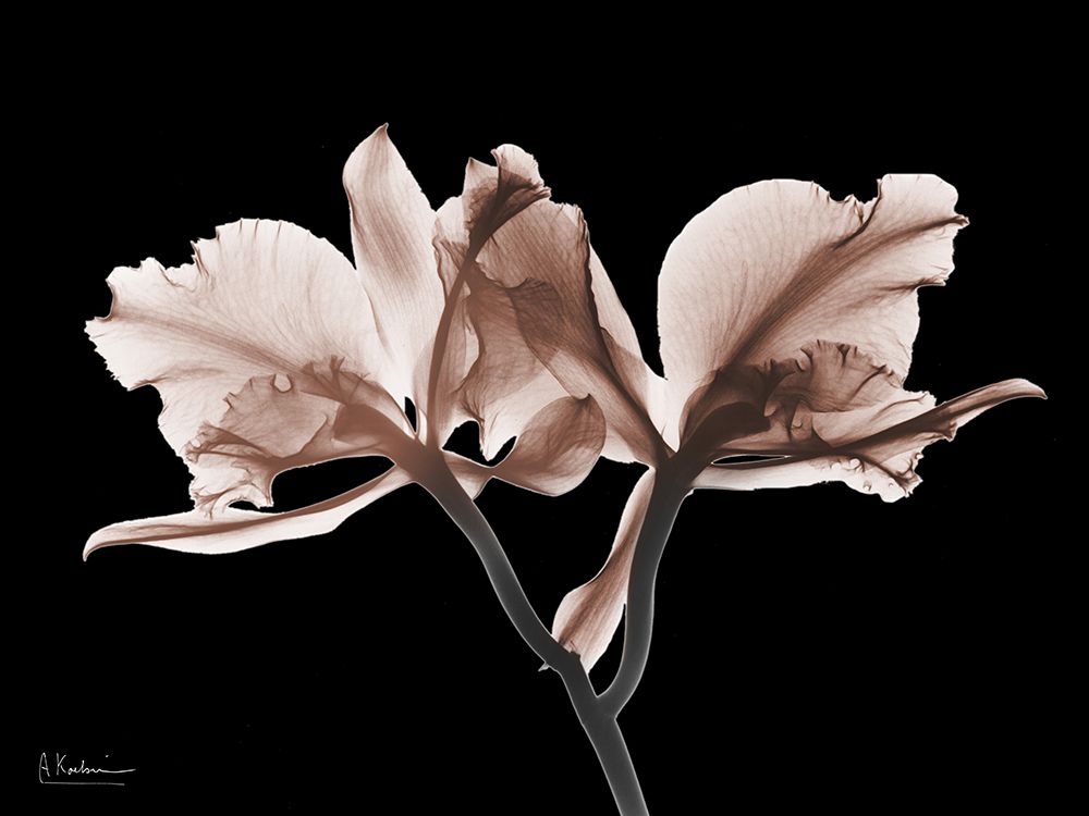 Delicious Mocha Orchids 1 V2 art print by Albert Koetsier for $57.95 CAD