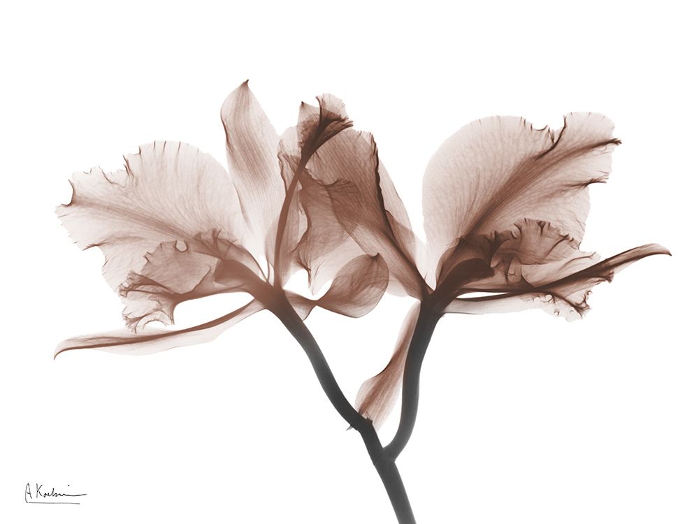 Delicious Mocha Orchids 1 art print by Albert Koetsier for $57.95 CAD