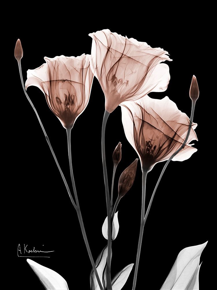 Mocha Gentian 1 V2 art print by Albert Koetsier for $57.95 CAD
