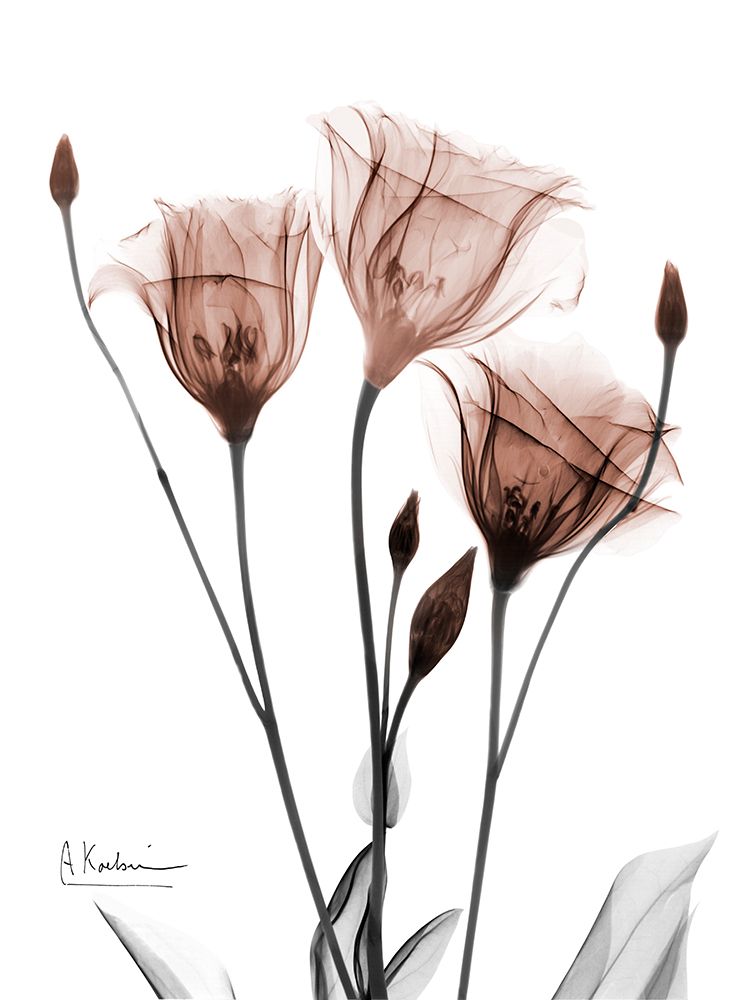 Mocha Gentian 1 art print by Albert Koetsier for $57.95 CAD