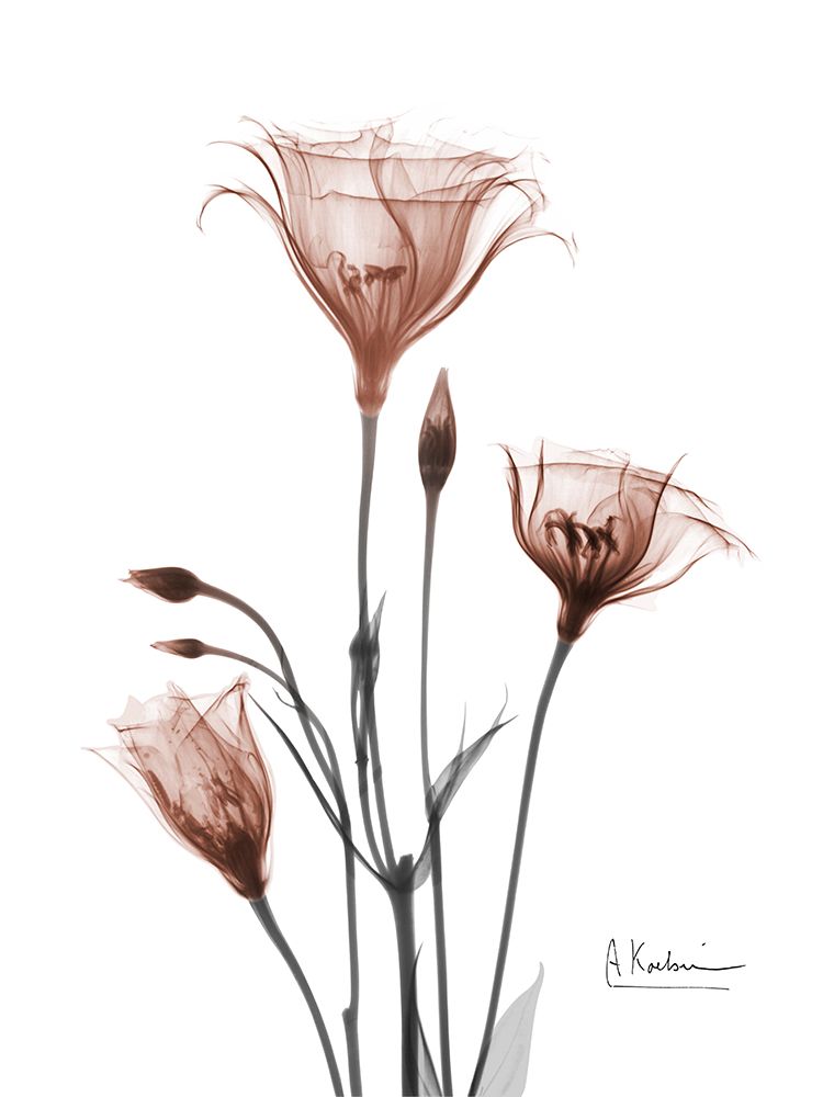 Mocha Gentian 2 art print by Albert Koetsier for $57.95 CAD