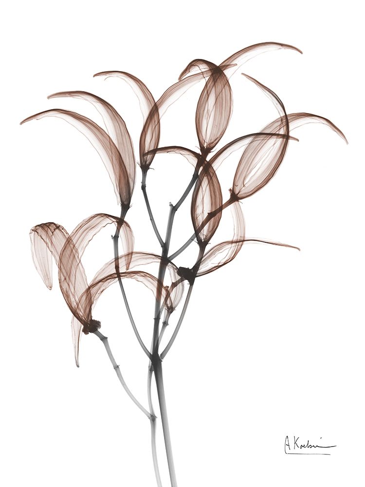 Mocha Oleander Bush 1 art print by Albert Koetsier for $57.95 CAD