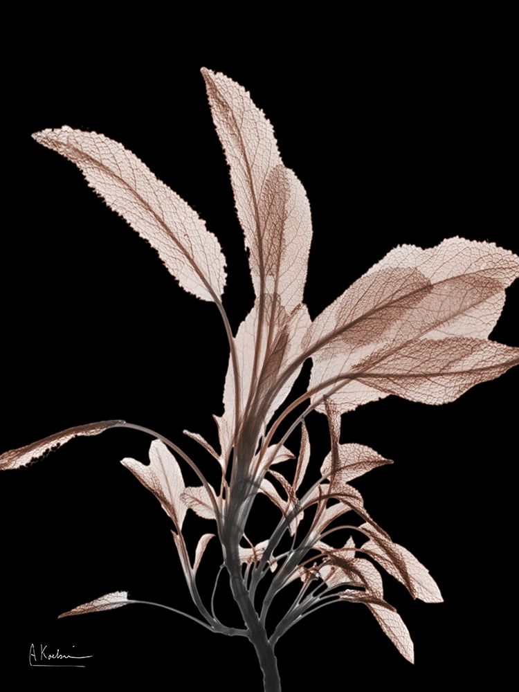 Mocha Sage 1 V2 art print by Albert Koetsier for $57.95 CAD