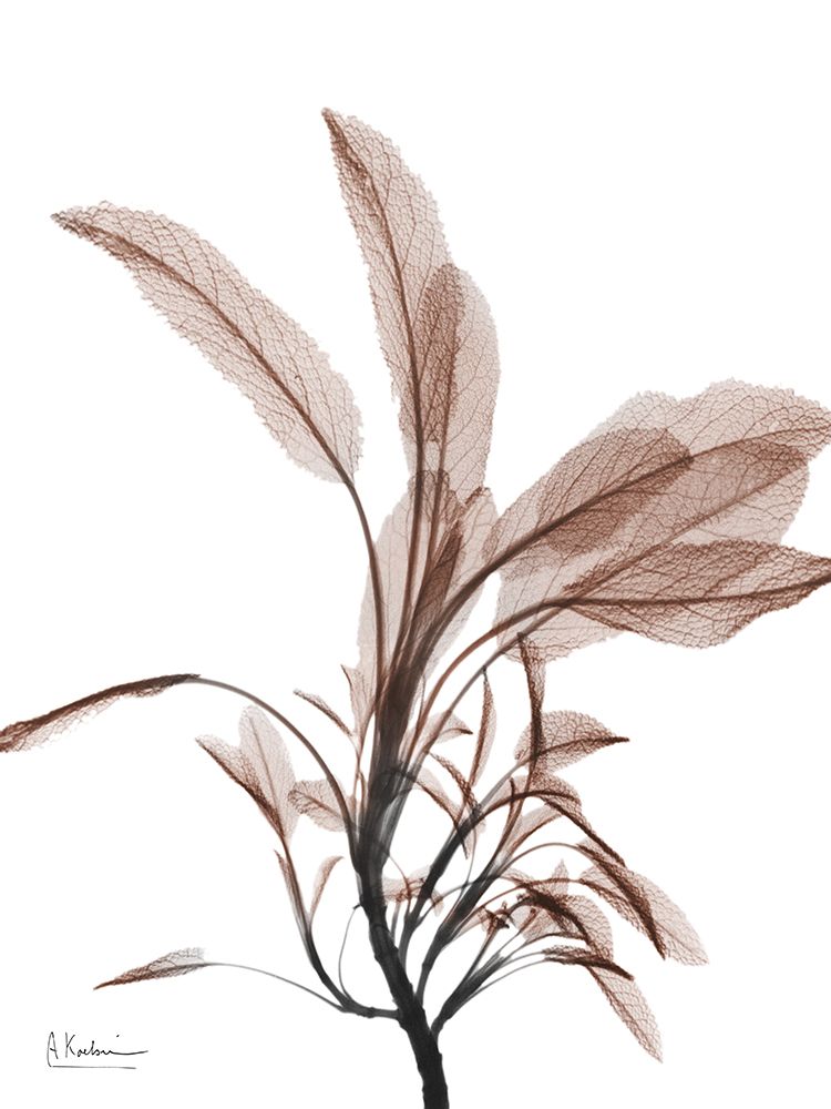 Mocha Sage 1 art print by Albert Koetsier for $57.95 CAD