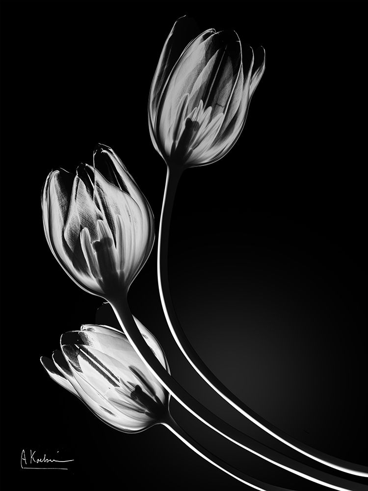 Tulips In Shadow 1 art print by Albert Koetsier for $57.95 CAD