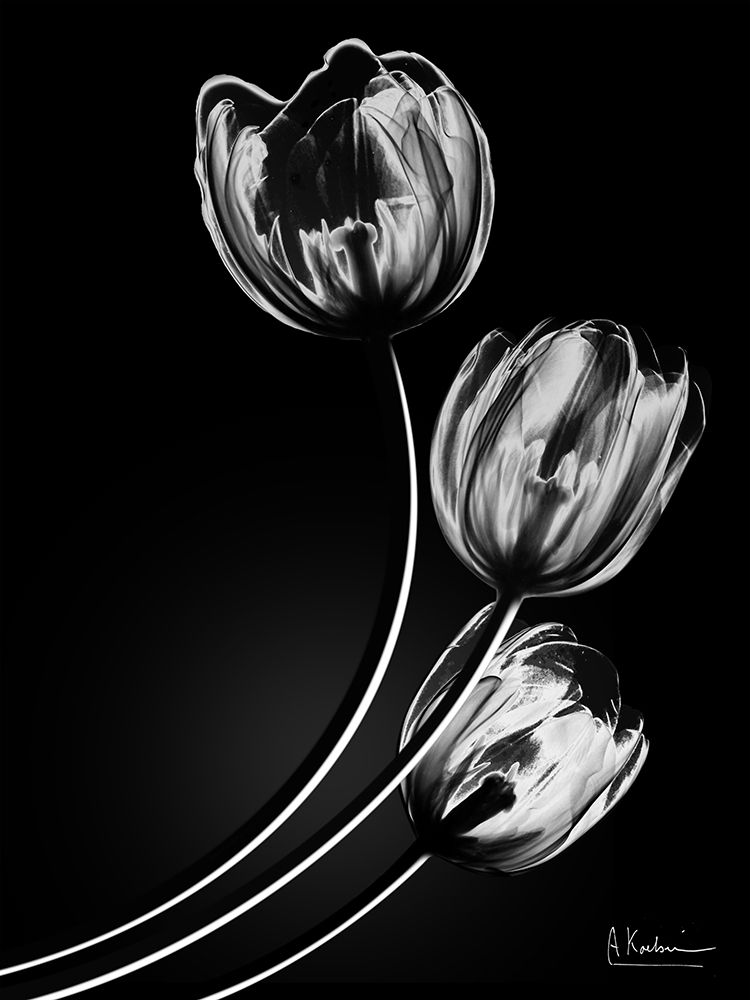 Tulips In Shadow 2 art print by Albert Koetsier for $57.95 CAD