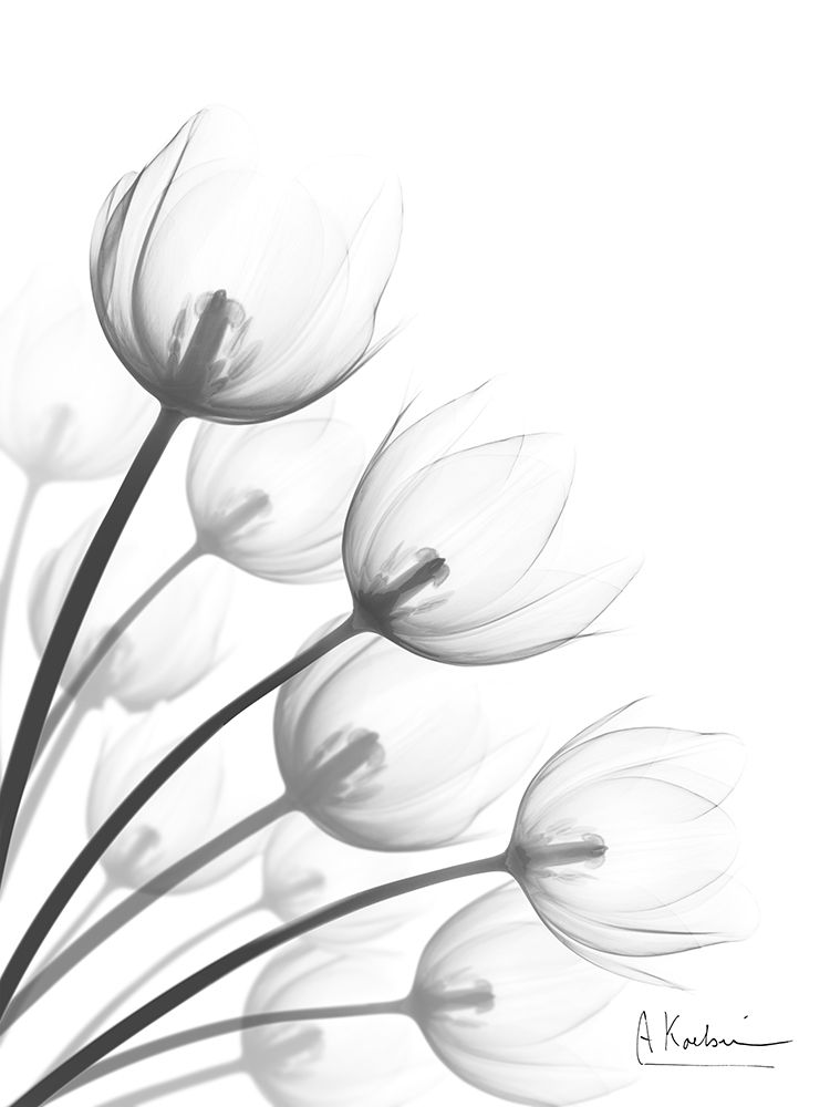 Tulip Fan 1 art print by Albert Koetsier for $57.95 CAD