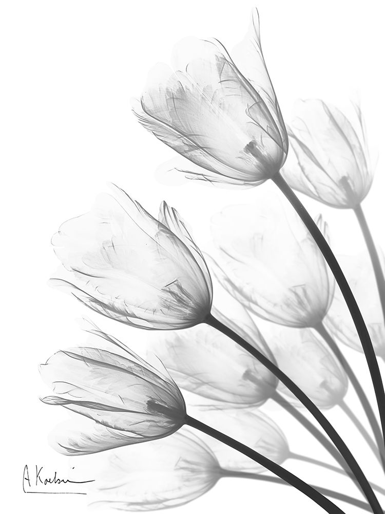 Tulip Fan 2 art print by Albert Koetsier for $57.95 CAD