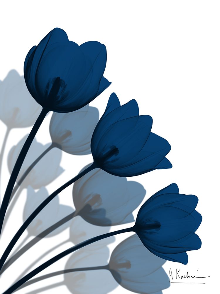 Indigo Tulip Fan 1 art print by Albert Koetsier for $57.95 CAD