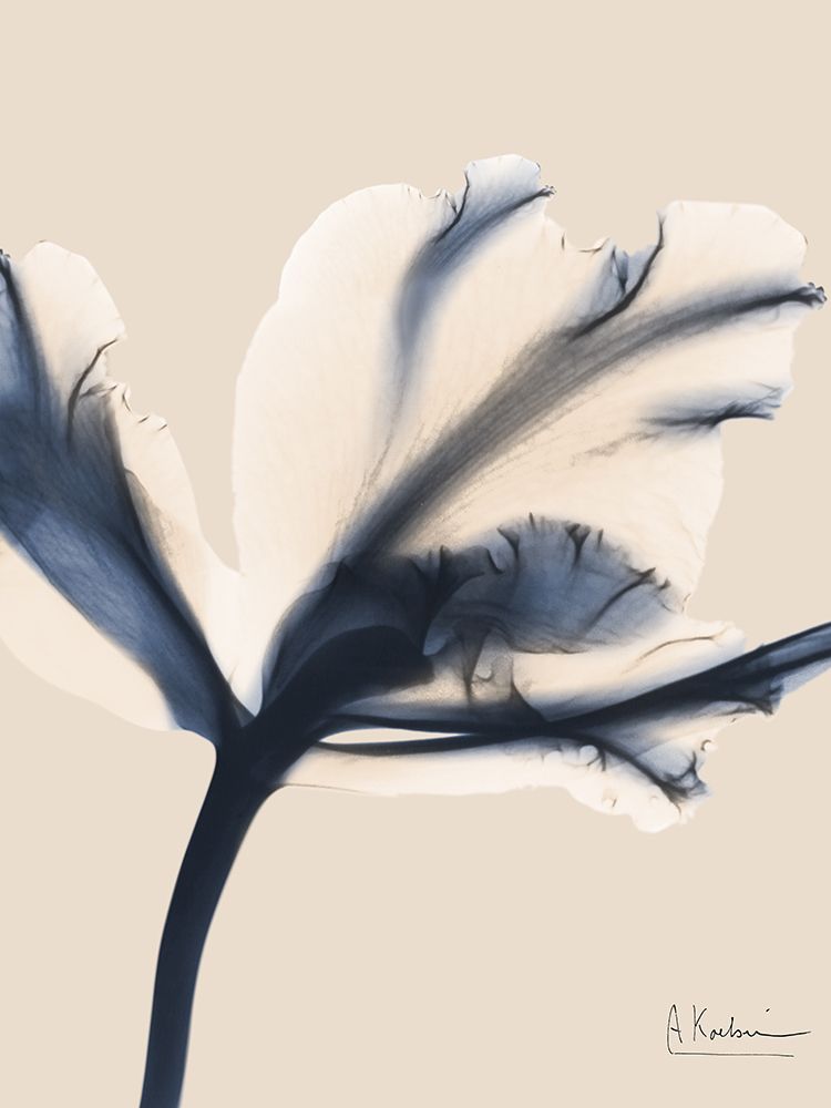 Divine Floral 1 art print by Albert Koetsier for $57.95 CAD