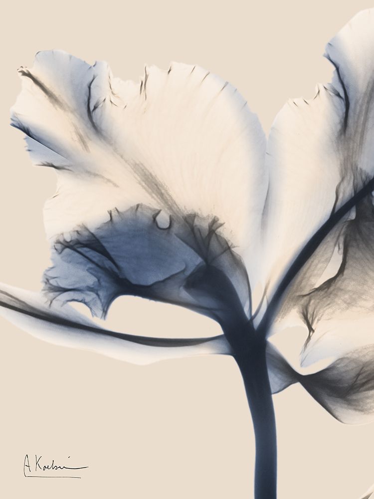 Divine Floral 2 art print by Albert Koetsier for $57.95 CAD