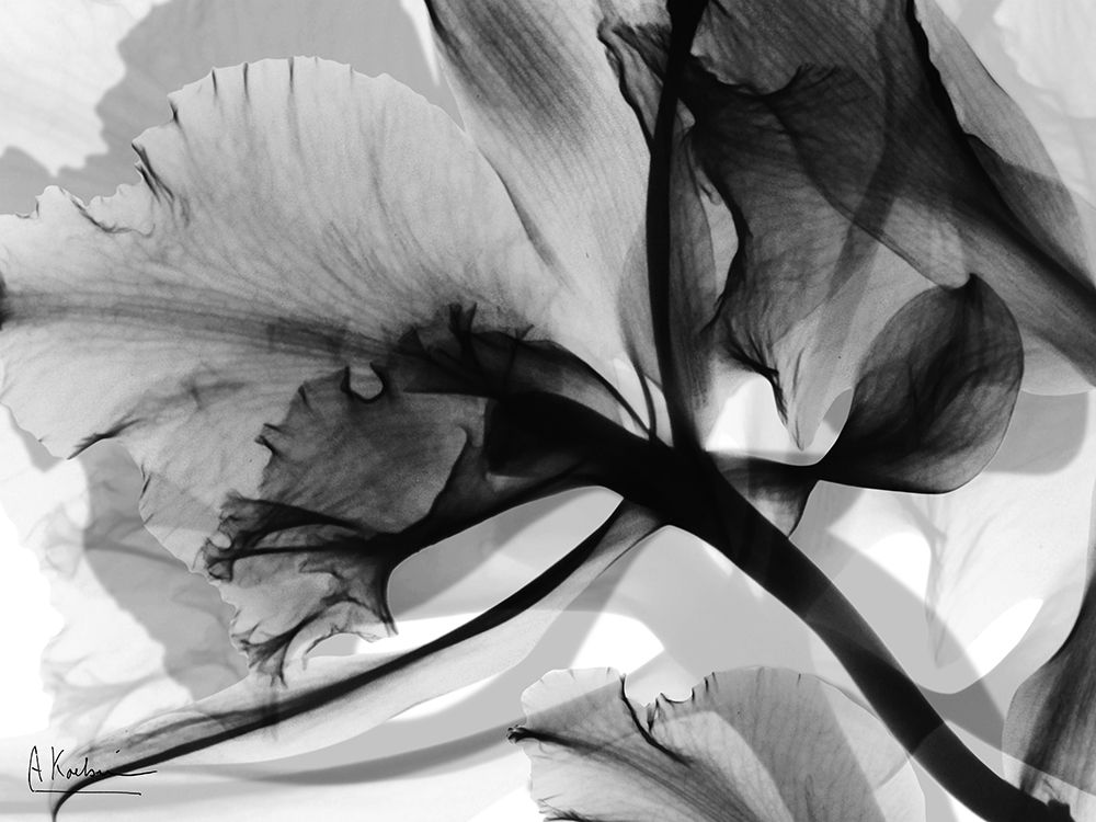 Monochrome Growth 1 art print by Albert Koetsier for $57.95 CAD