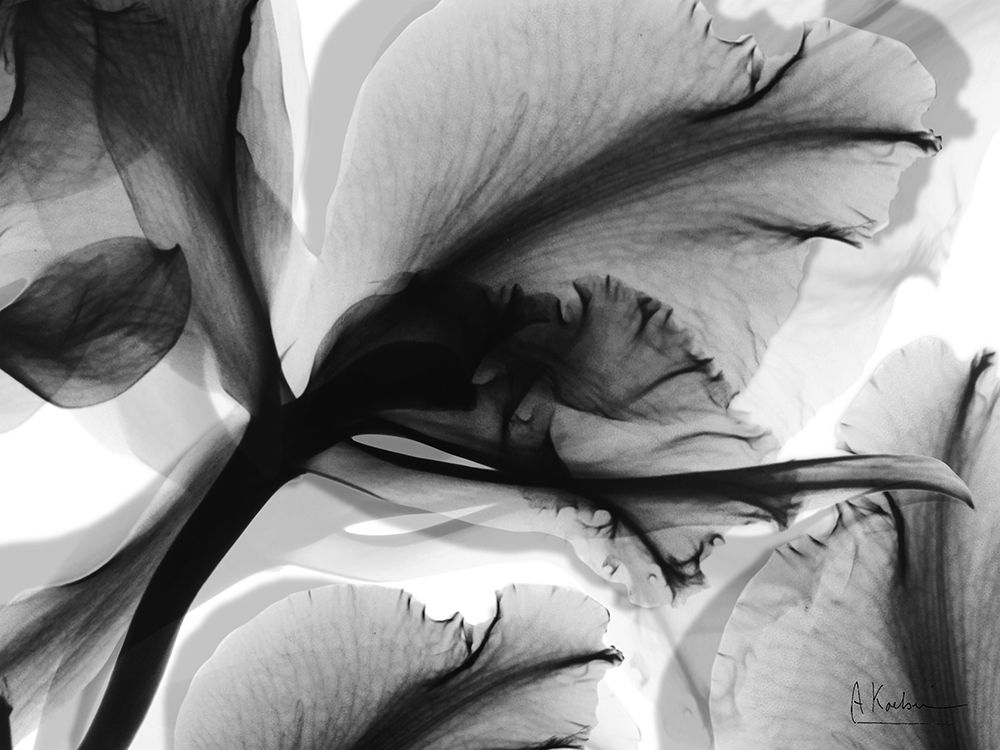 Monochrome Growth 2 art print by Albert Koetsier for $57.95 CAD