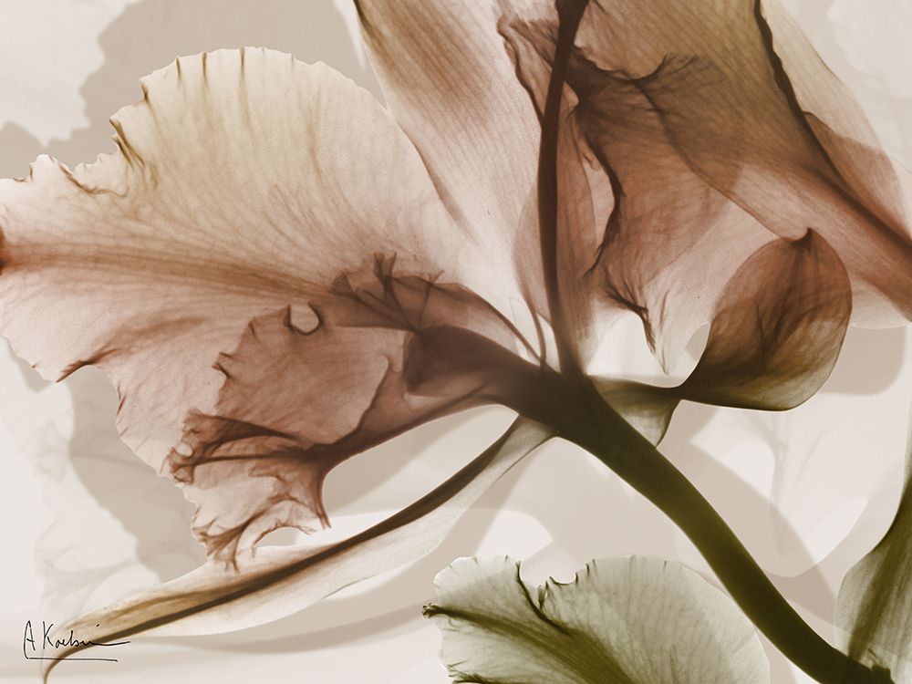 Orange Botanical Eruption 1 art print by Albert Koetsier for $57.95 CAD