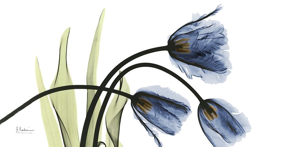 Tulip Blues art print by Albert Koetsier for $57.95 CAD