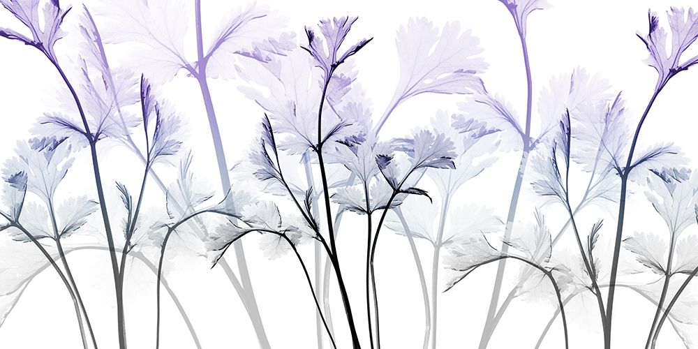 Amethyst Passion art print by Albert Koetsier for $57.95 CAD