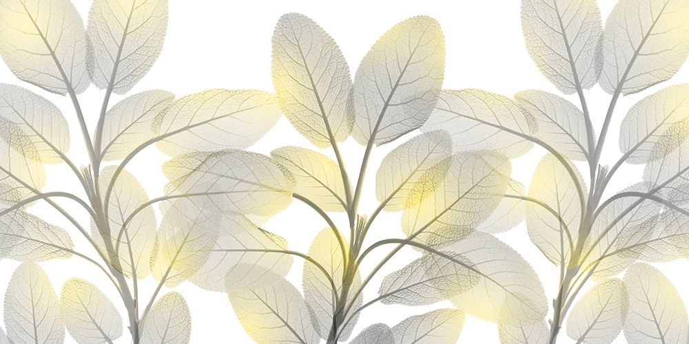Illuminated Beauty 1 art print by Albert Koetsier for $57.95 CAD