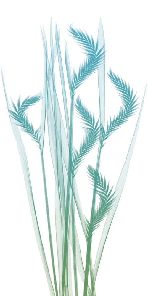 Serene Flourish 1 art print by Albert Koetsier for $57.95 CAD