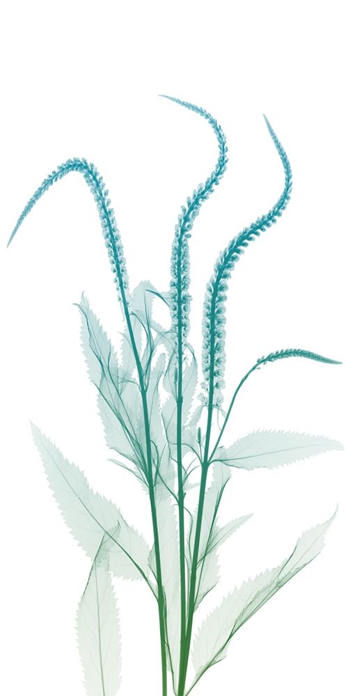 Serene Flourish 2 art print by Albert Koetsier for $57.95 CAD
