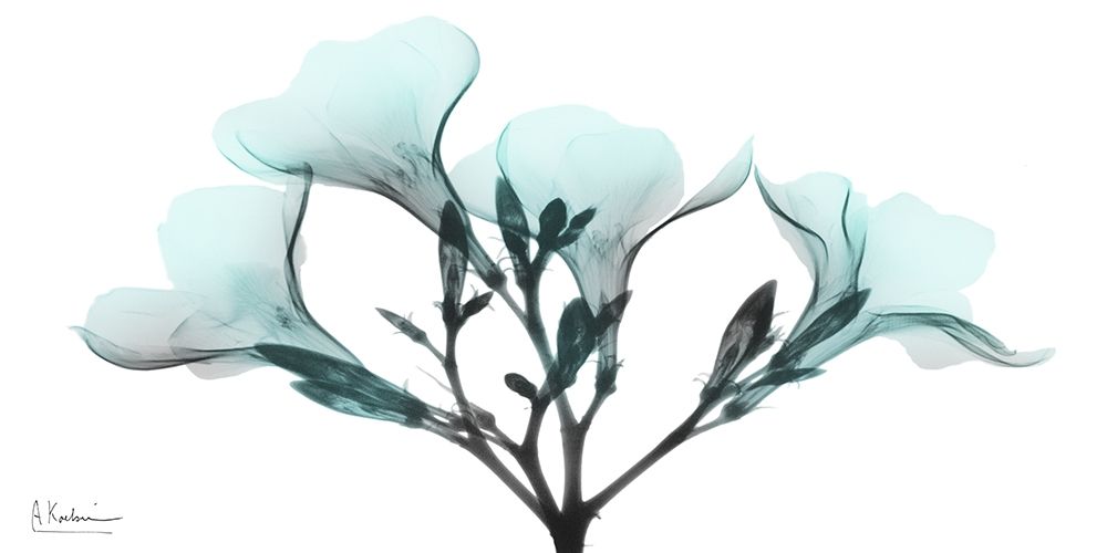 Oleander Mist 1 art print by Albert Koetsier for $57.95 CAD
