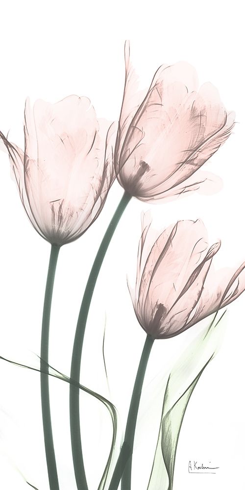 Strawberry Infused Tulips art print by Albert Koetsier for $57.95 CAD