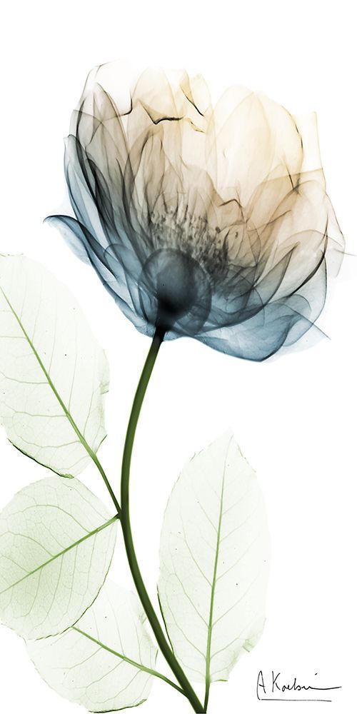 Floral Spectrum 1 art print by Albert Koetsier for $57.95 CAD