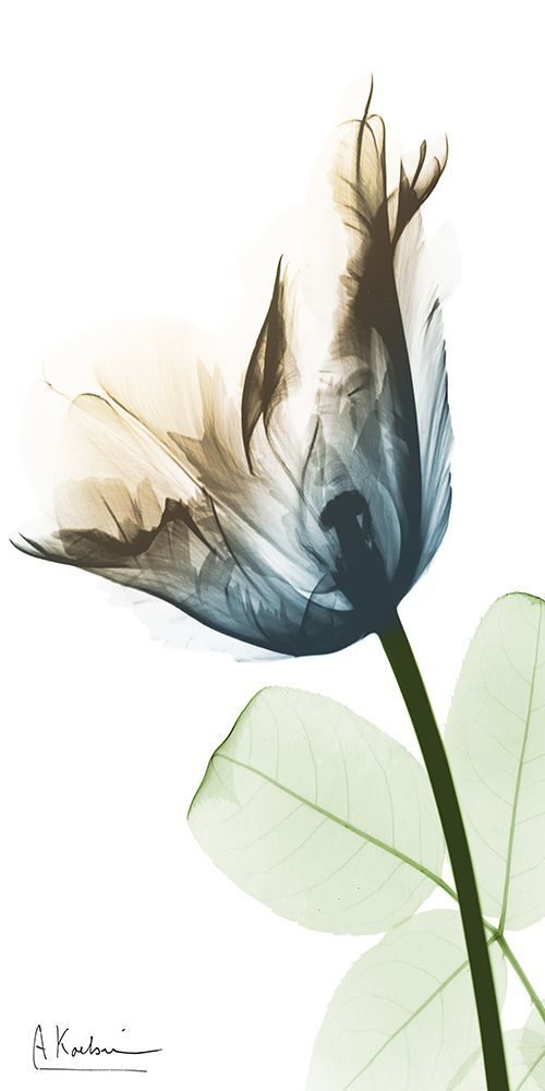 Floral Spectrum 2 art print by Albert Koetsier for $57.95 CAD