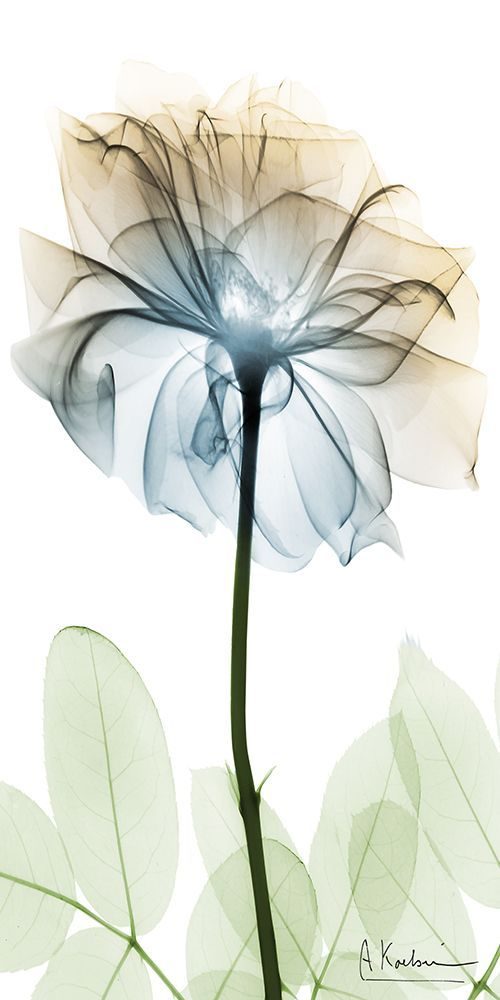 Floral Spectrum 3 art print by Albert Koetsier for $57.95 CAD
