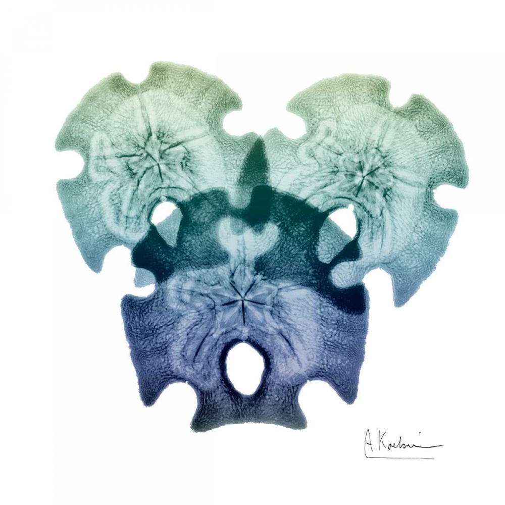 Sea Sky Sand Dollars art print by Albert Koetsier for $57.95 CAD
