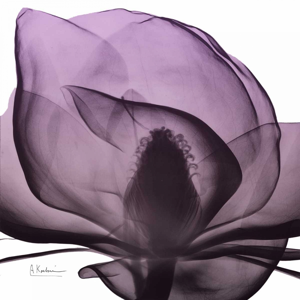 Magnolia Wine Beauty art print by Albert Koetsier for $57.95 CAD