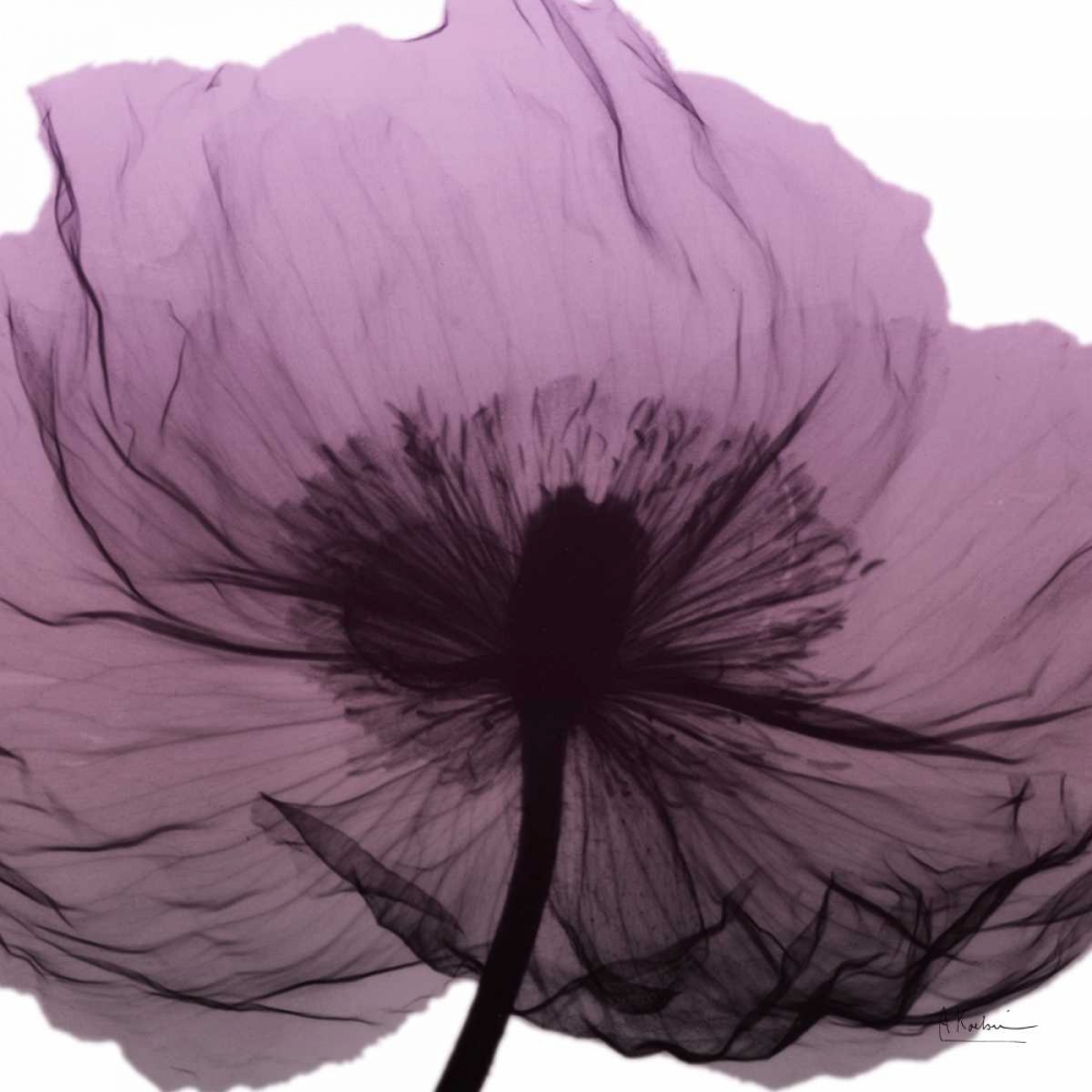 Poppy Purple art print by Albert Koetsier for $57.95 CAD