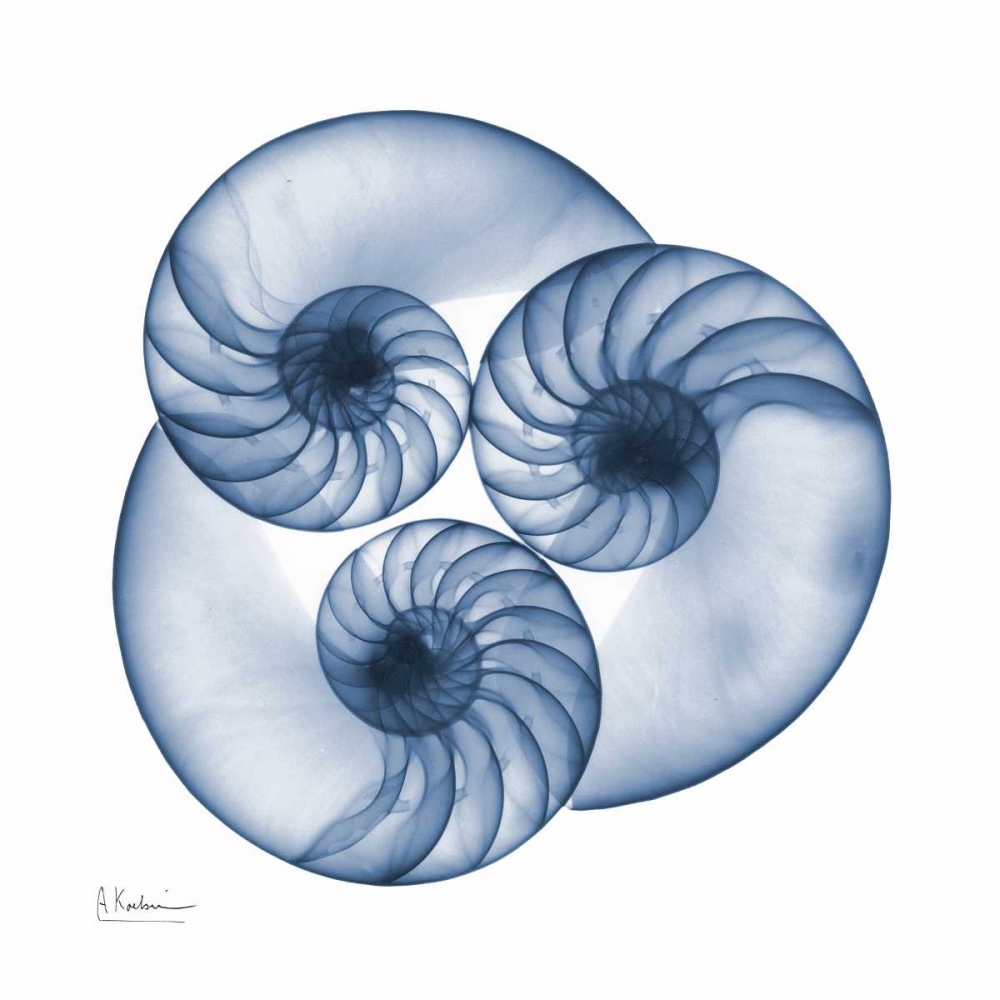 Indigo Nautilus Trio art print by Albert Koetsier for $57.95 CAD