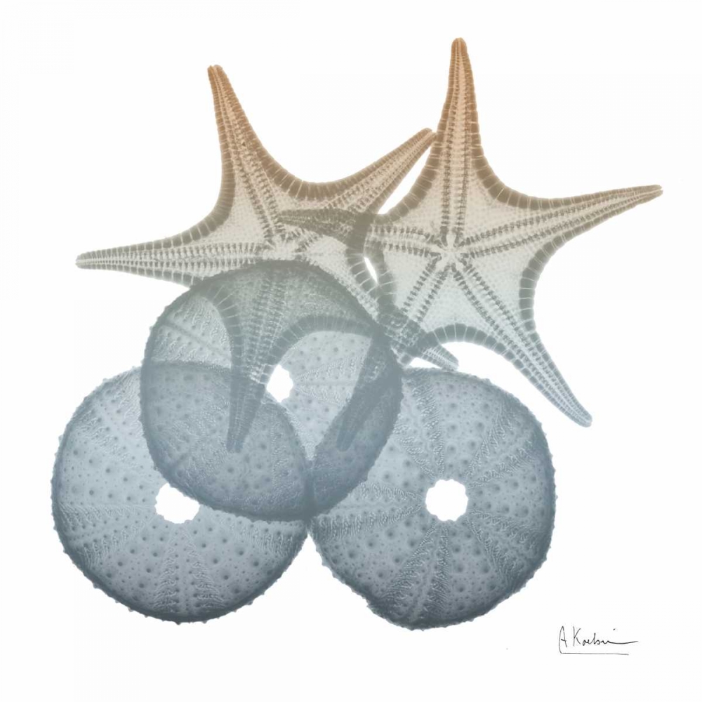 Earthy Hues Sea Urchin and Starfish art print by Albert Koetsier for $57.95 CAD